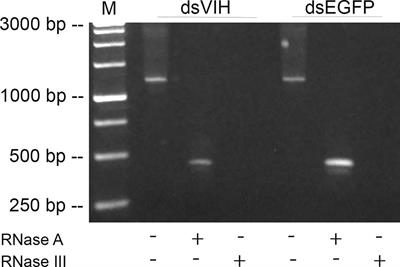 Acceleration of Ovarian Maturation in the Female Mud Crab With RNA Interference of the Vitellogenesis-Inhibiting Hormone (VIH)